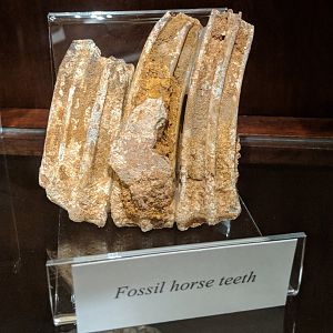 Fossil horse teeth