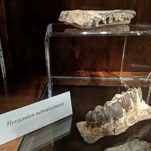 Hyracodon nebrascensis
