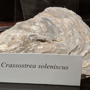 Crassostrea soleniscus