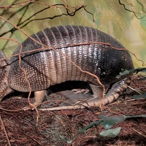 Nine-banded armadillo (Dasypus novemcinctus)
