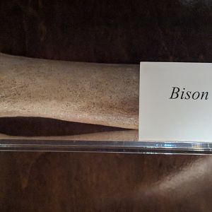 Fossil bison limb bone