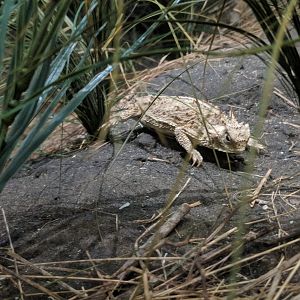 Texas horned lizard (Phrynosoma cornutum)