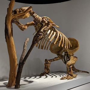 Harlan's ground sloth (Paramylodon harlani)