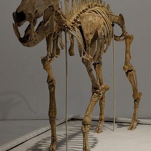 Fossil peccary skeleton