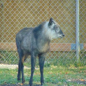 Japanese Serrow (Capricornis crispus)