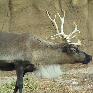 Reindeer (Rangifer tarandus)