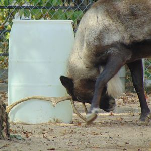 Reindeer (Rangifer tarandus)