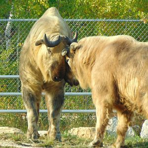 Sichuan Takin (Budorcas taxicolor tibetana)
