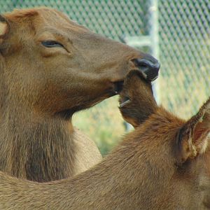 American Elk (Cervus canadensis)