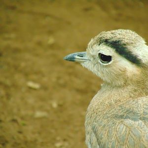 Peruvian Thick-knee (Burhinus superciliaris)