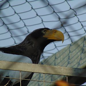 Stellar’s Sea Eagle (Haliaeetus pelagicus)