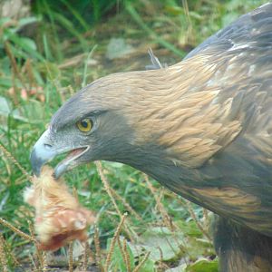 Golden Eagle (Aquila chrysaetos)