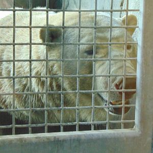 Polar Bear (Ursus maritimus)