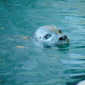 Common Harbor Seal (Phoca vitulina)