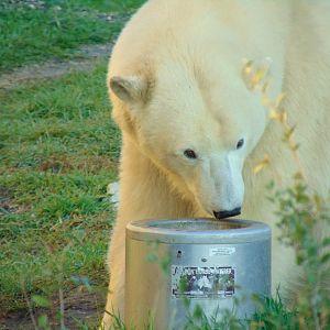 Polar Bear (Ursus maritimus)