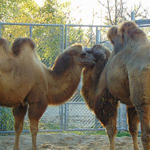 Domestic Bactrian Camel (Camelus bactrianus domestic)