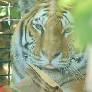 Amur Tiger (Panthera tigris altaica)