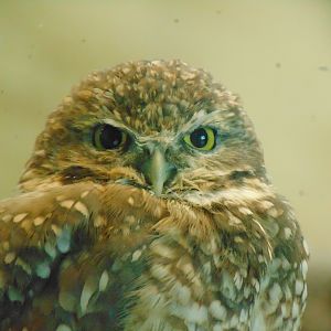 Burrowing Owl (Athene cunicularia)