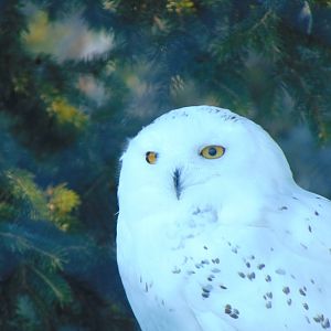 Snowy Owl (Nyctea scandiaca)