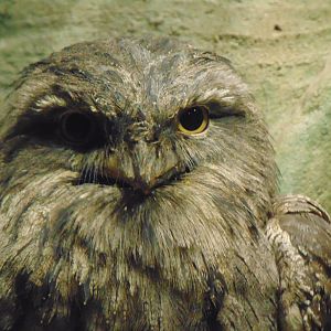 Tawny Frogmouth (Podargus strigoides)