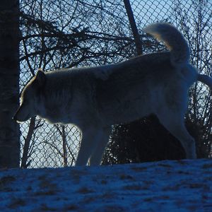 Grey Wolf (Canis lupus)