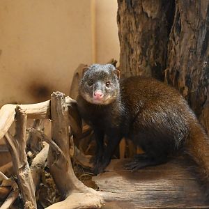 Marsh Mongoose