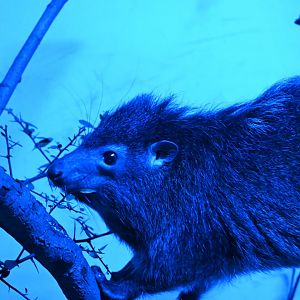 West African Tree Hyrax