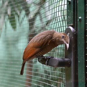 King Bird of Paradise