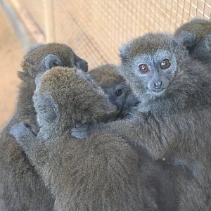 Aloatra Gentle Lemur