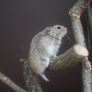 Brandt's Vole