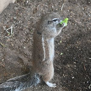 Cape Ground Squirrel