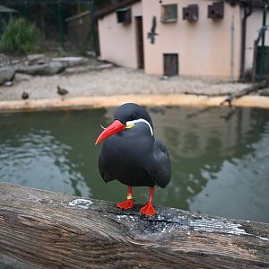 Inca Tern