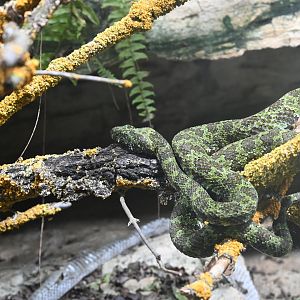Mangshan Pitviper