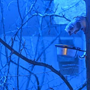 Western Fat-tailed Dwarf Lemur