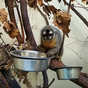 Bolivian Night Monkey