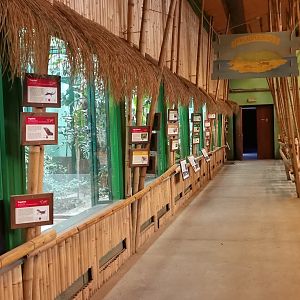 Hummingbird / King Bird of Paradise Aviaries at Rhino House