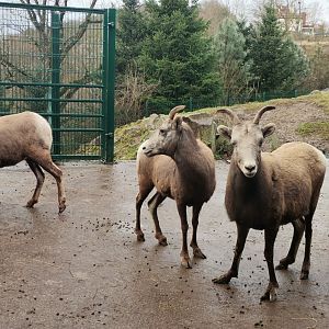 California Bighorn Sheep