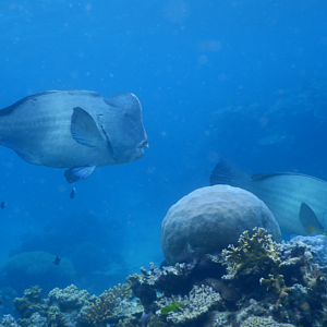 Bumphead Parrotfish