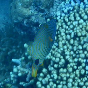 Orange-Lined Triggerfish