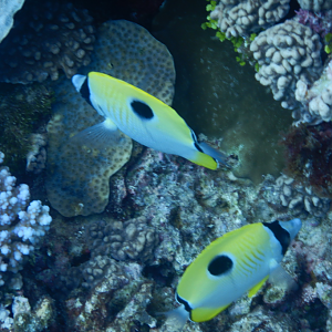 Teardrop Butterflyfish