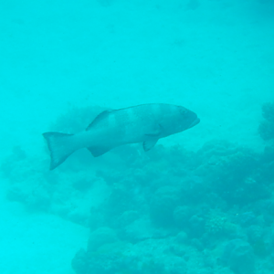Bluespotted Coral Trout
