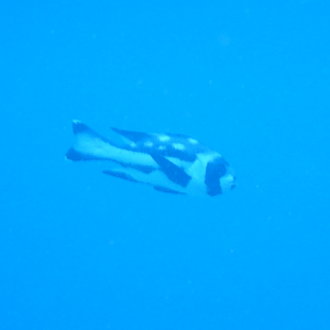 Black-And-White Snapper Juvenile