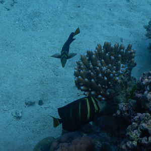 Pacific Sailfin Tang