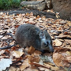 Long-nosed Potoroo