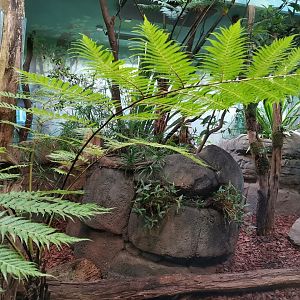 Tasmanian Devil Indoor, Darwin Crater