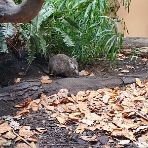 Long-nosed Potoroo exhibit