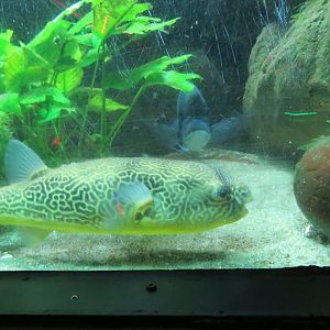 Mbu Puffer and Humphead Cichlid