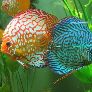 Blue Discus