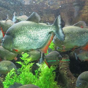 Caribe/Black Spot Piranhas
