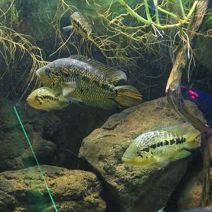 Loiselle's Cichlids